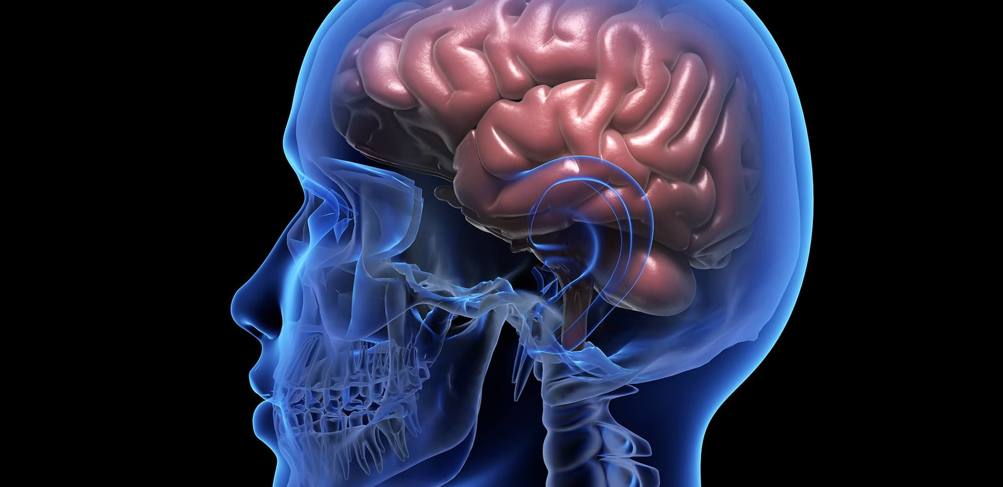 brain-2 brain-2